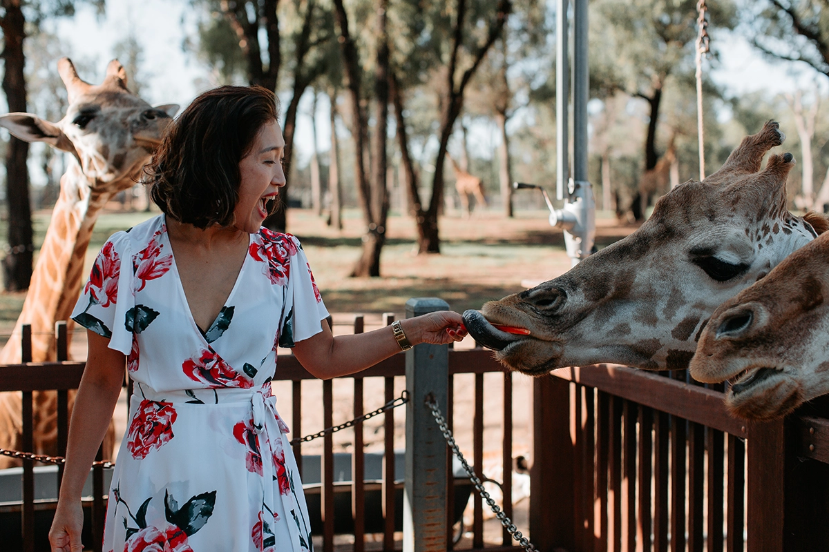 A woman feeding a Giraffe at Taronga Western Plains Zoo, Dubbo